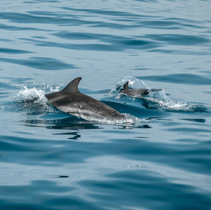 Two dolphins cresting above the surface of the ocean.